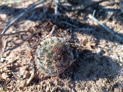 Mammillaria grahamii