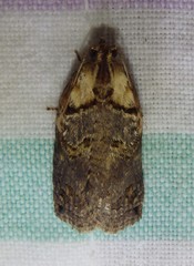 Cryptoptila crypsilopha