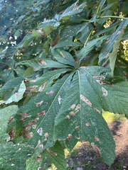 Aesculus hippocastanum