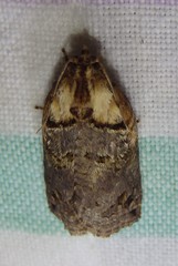 Cryptoptila crypsilopha