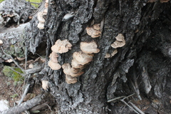 Polyporaceae