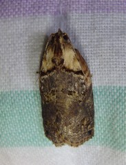 Cryptoptila crypsilopha