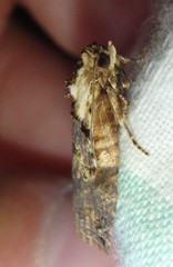 Cryptoptila crypsilopha