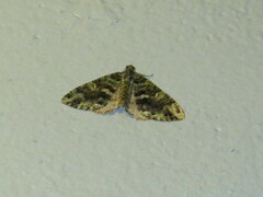 Austrocidaria similata