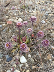 Erigeron eriocephalus