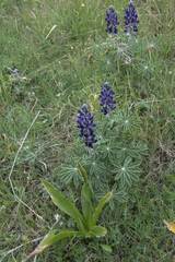Lupinus pilosus