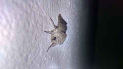 Lepidoptera