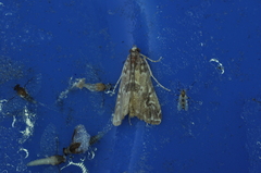 Elophila gyralis