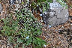 Eritrichium sericeum