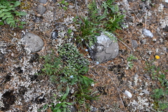 Eritrichium sericeum