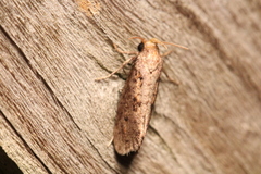 Acrolophus texanella