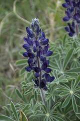 Lupinus pilosus