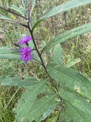 Vernonia missurica