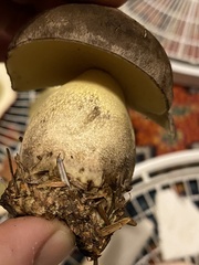 Caloboletus conifericola