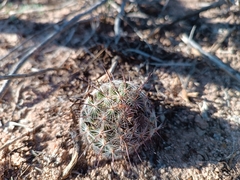 Mammillaria grahamii