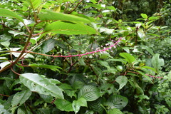 Phytolacca rivinoides
