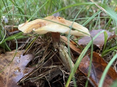 Pholiota spumosa