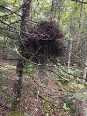 Chrysomyxa arctostaphyli