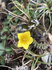 Saxifraga