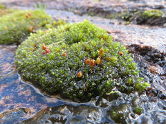 Gemmabryum