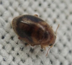 Rhyzobius chrysomeloides