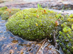 Gemmabryum