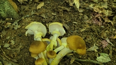 Armillaria