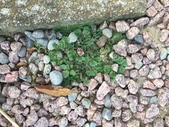 Marchantia polymorpha ruderalis