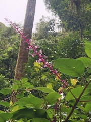 Phytolacca rivinoides
