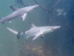Carcharhinus limbatus