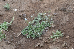 Eritrichium sericeum