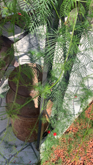 Ipomoea quamoclit