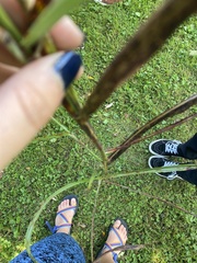 Panicum dichotomiflorum