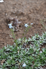 Eritrichium sericeum
