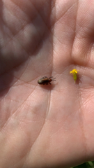 Microrhopala vittata