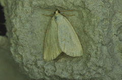 Protodeltote albidula