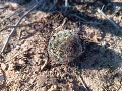 Mammillaria grahamii
