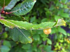 Euura pedunculi