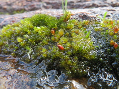 Gemmabryum