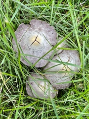Candolleomyces candolleanus