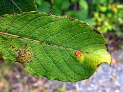 Euura pedunculi