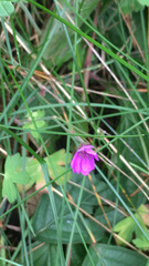 Geranium palustre