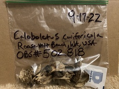 Caloboletus conifericola