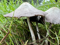 Candolleomyces candolleanus