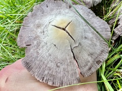 Candolleomyces candolleanus