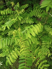 Pterocarya