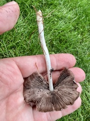 Candolleomyces candolleanus