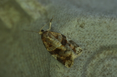 Archips argyrospila