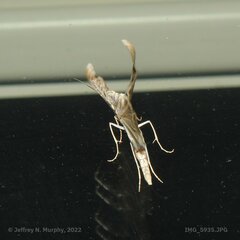 Crambus leachellus