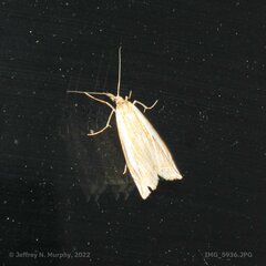 Crambus leachellus